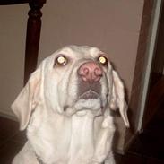 Labrador retriever Molly