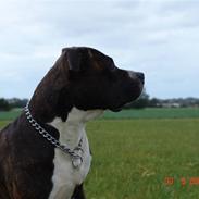 Amerikansk staffordshire terrier Jack (2004-2017) 