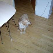 Golden retriever ollie