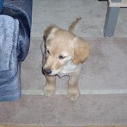 Golden retriever ollie