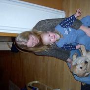 Golden retriever ollie