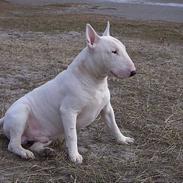 Bullterrier Cleetus 