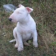 Bullterrier Cleetus 