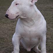 Bullterrier Cleetus 