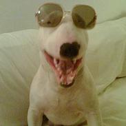 Bullterrier Cleetus 