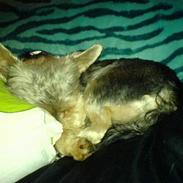Yorkshire terrier Scarlett