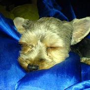 Yorkshire terrier Scarlett