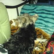 Yorkshire terrier Scarlett