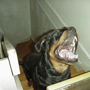 Rottweiler Dax - *RIP* :ó(