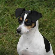 Dansk svensk gaardhund Nux