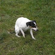 Dansk svensk gaardhund Nux