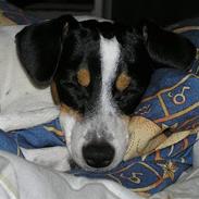 Dansk svensk gaardhund Nux