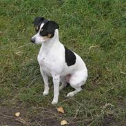 Dansk svensk gaardhund Nux