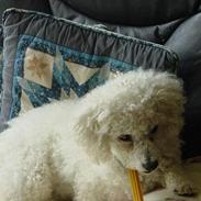 Bichon à poil frisé Simba (DØD)
