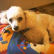 Bichon à poil frisé Simba (DØD)