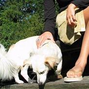 Blanding af racer Maggi