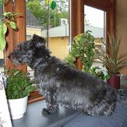 Blanding af racer Line <3