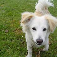 Blanding af racer Maggi