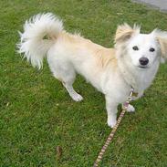 Blanding af racer Maggi