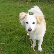 Blanding af racer Maggi