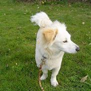 Blanding af racer Maggi