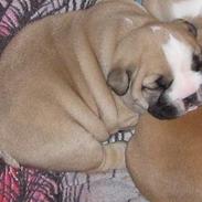 Engelsk bulldog Bertha