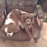 Cavalier king charles spaniel Frida