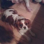 Cavalier king charles spaniel Frida