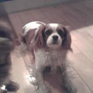 Cavalier king charles spaniel Frida