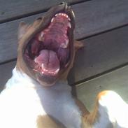 Amerikansk staffordshire terrier Nala. født 18/5-2005