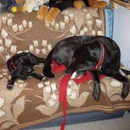 Blanding af racer Miss Sophie - afdød