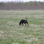 Dobermann Chico