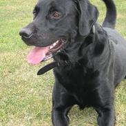 Labrador retriever Bandit