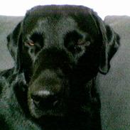 Labrador retriever Bandit