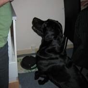 Labrador retriever Bandit