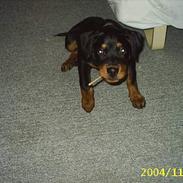 Rottweiler Charlie