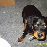 Rottweiler Charlie