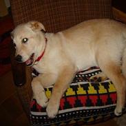 Blanding af racer sayla