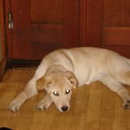 Blanding af racer sayla