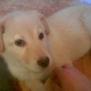 Blanding af racer sayla