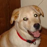 Blanding af racer sayla