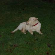 Blanding af racer sayla