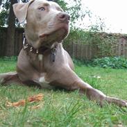 Amerikansk staffordshire terrier Cody