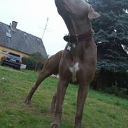 Amerikansk staffordshire terrier Cody