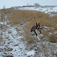 Amerikansk staffordshire terrier Malou