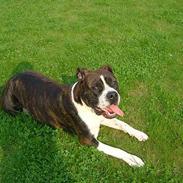 Amerikansk staffordshire terrier Malou