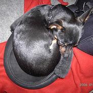 Russisk toy terrier Luna