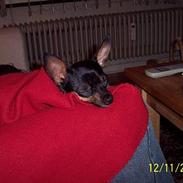 Russisk toy terrier Luna