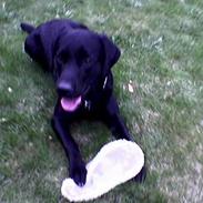 Labrador retriever Bandit