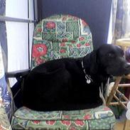 Labrador retriever Bandit